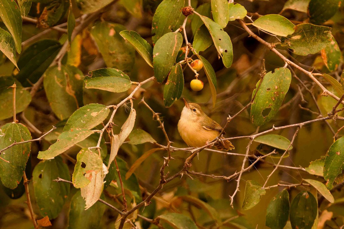 Tawny-flanked Prinia - ML652720166