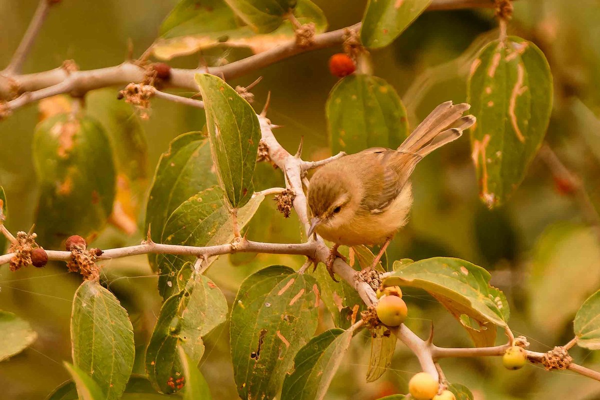 Tawny-flanked Prinia - ML652720167