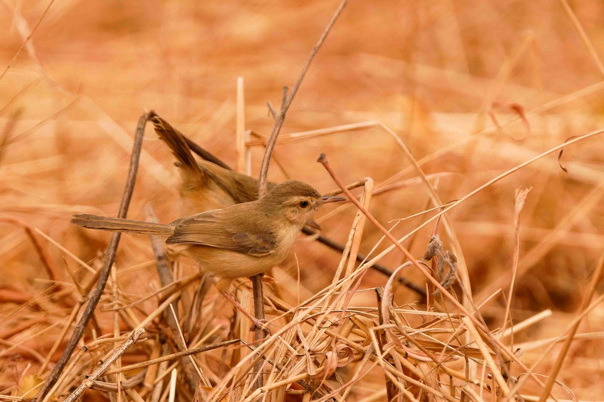 Tawny-flanked Prinia - ML652720170
