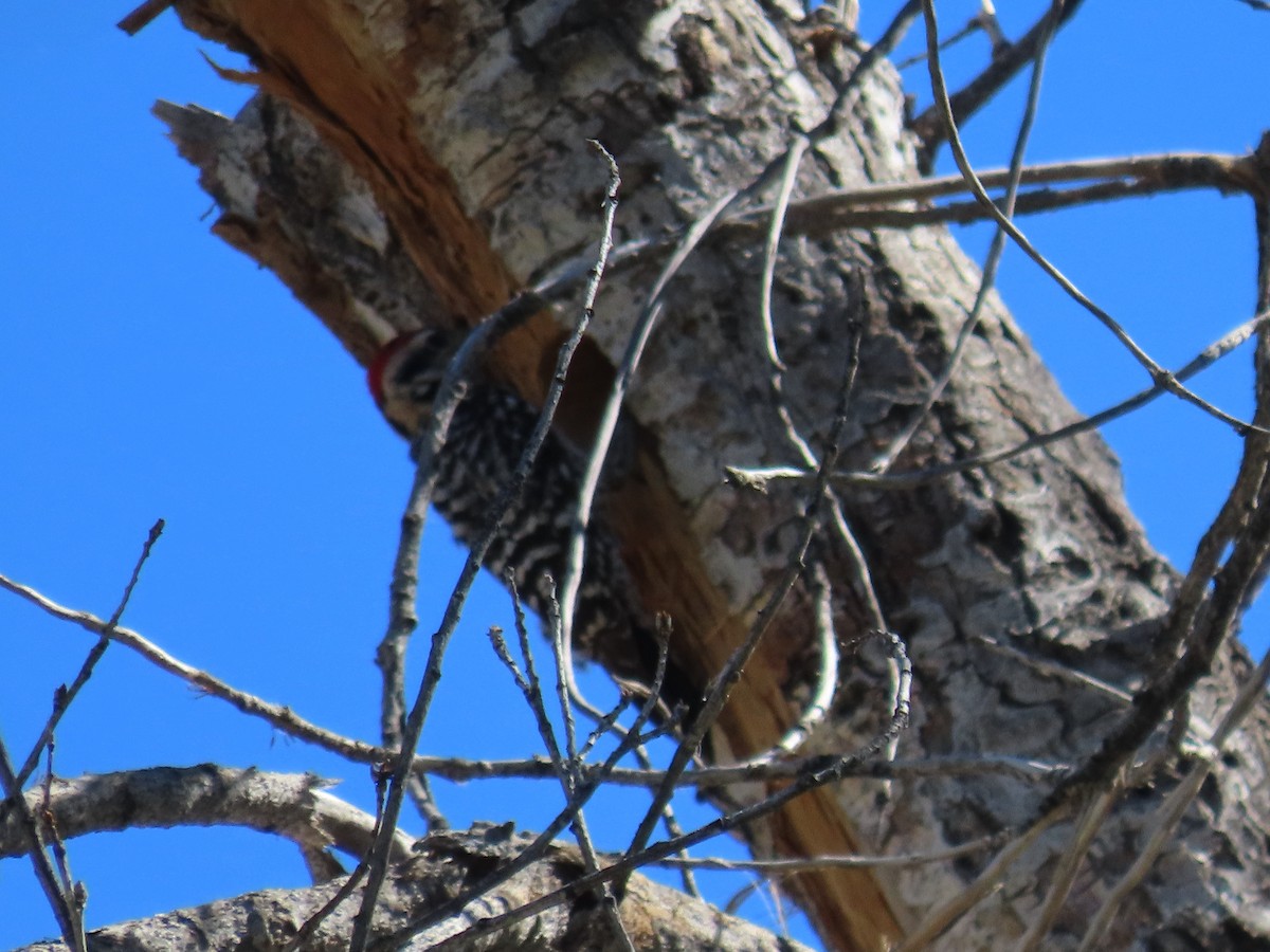 strakapoud proužkohřbetý - ML652720245