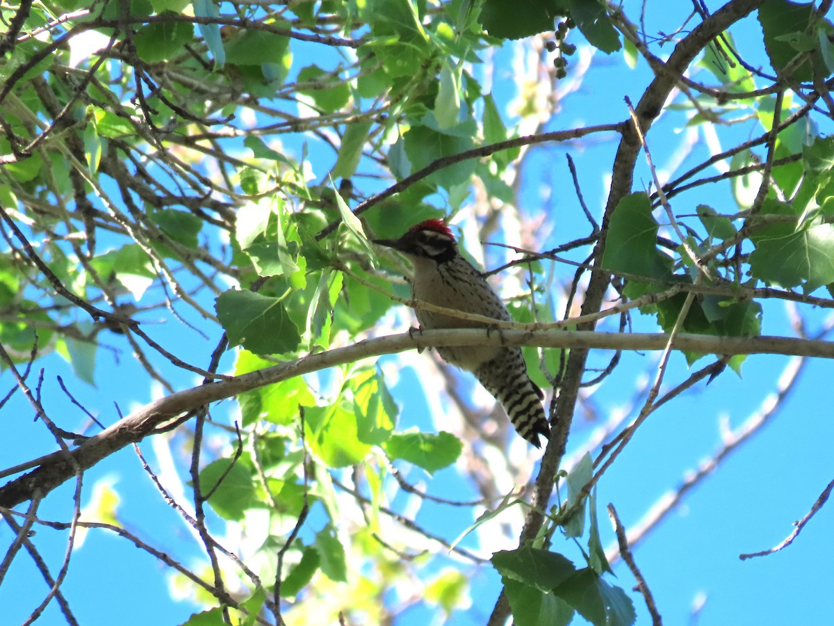 strakapoud proužkohřbetý - ML652720246
