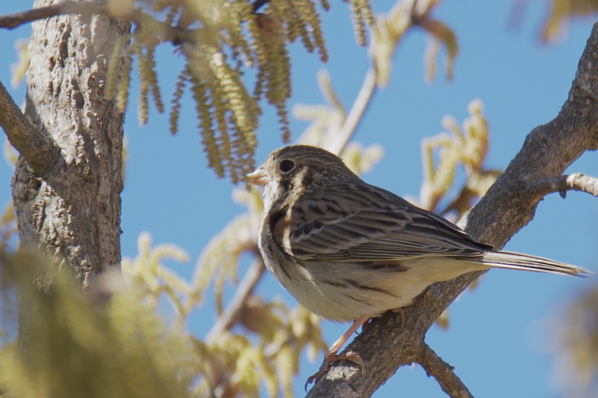 Vesper Sparrow - ML652720295