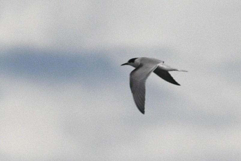 Common Tern - ML652720298