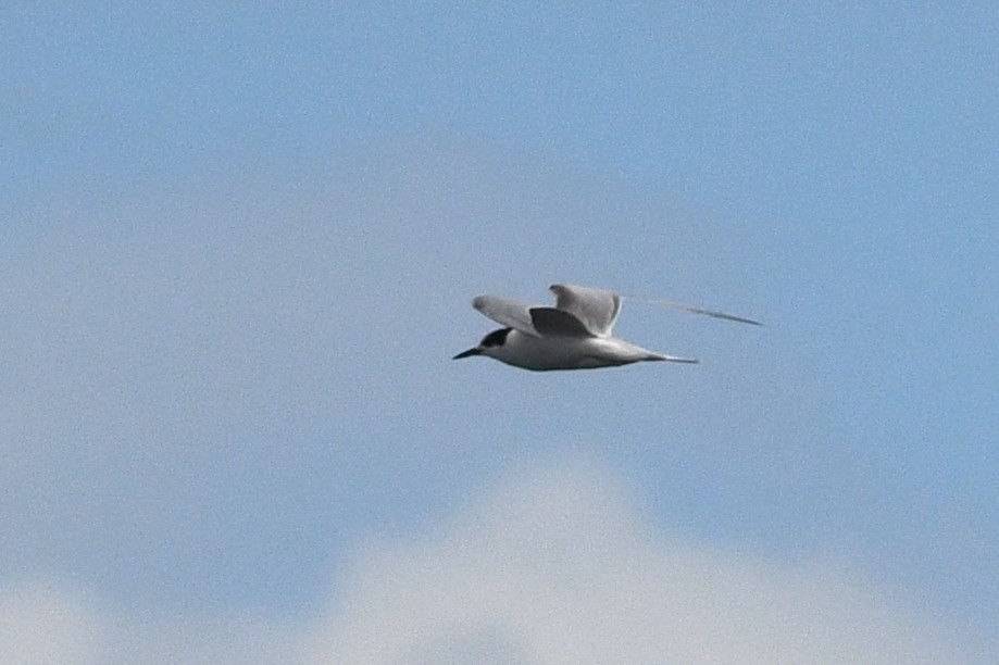 Common Tern - ML652720300