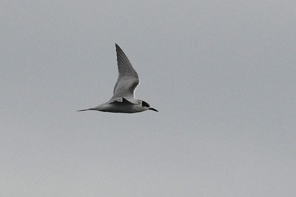 Common Tern - ML652720301