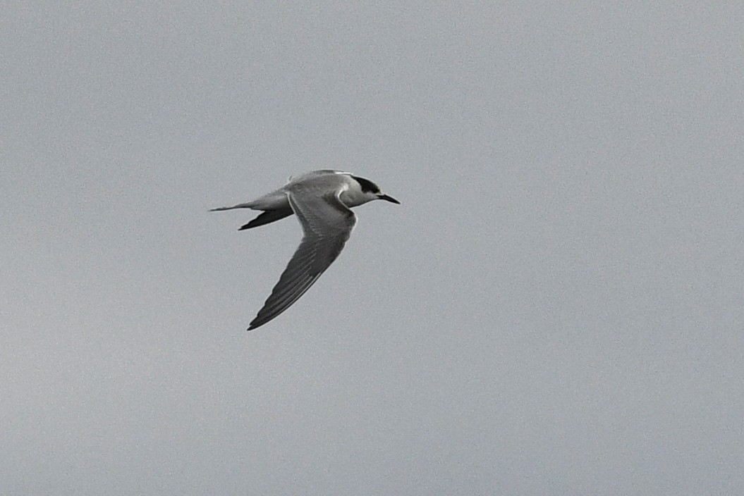 Common Tern - ML652720302