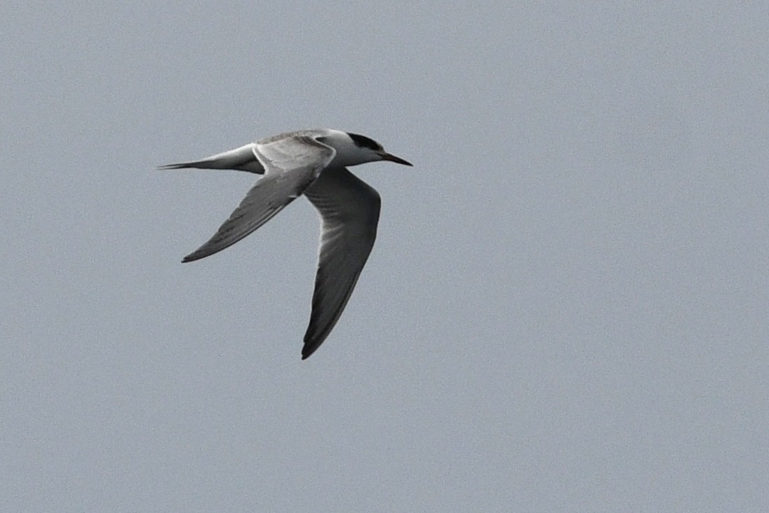 Common Tern - ML652720303