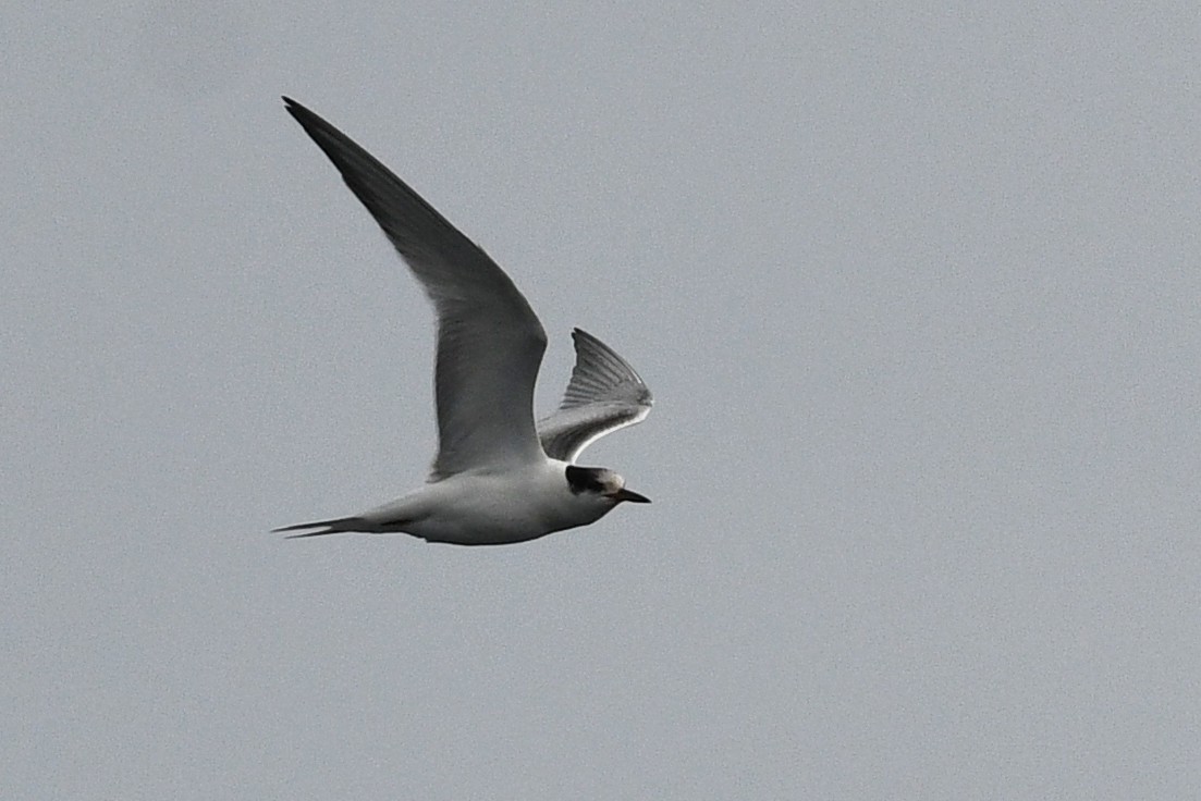 Common Tern - ML652720304