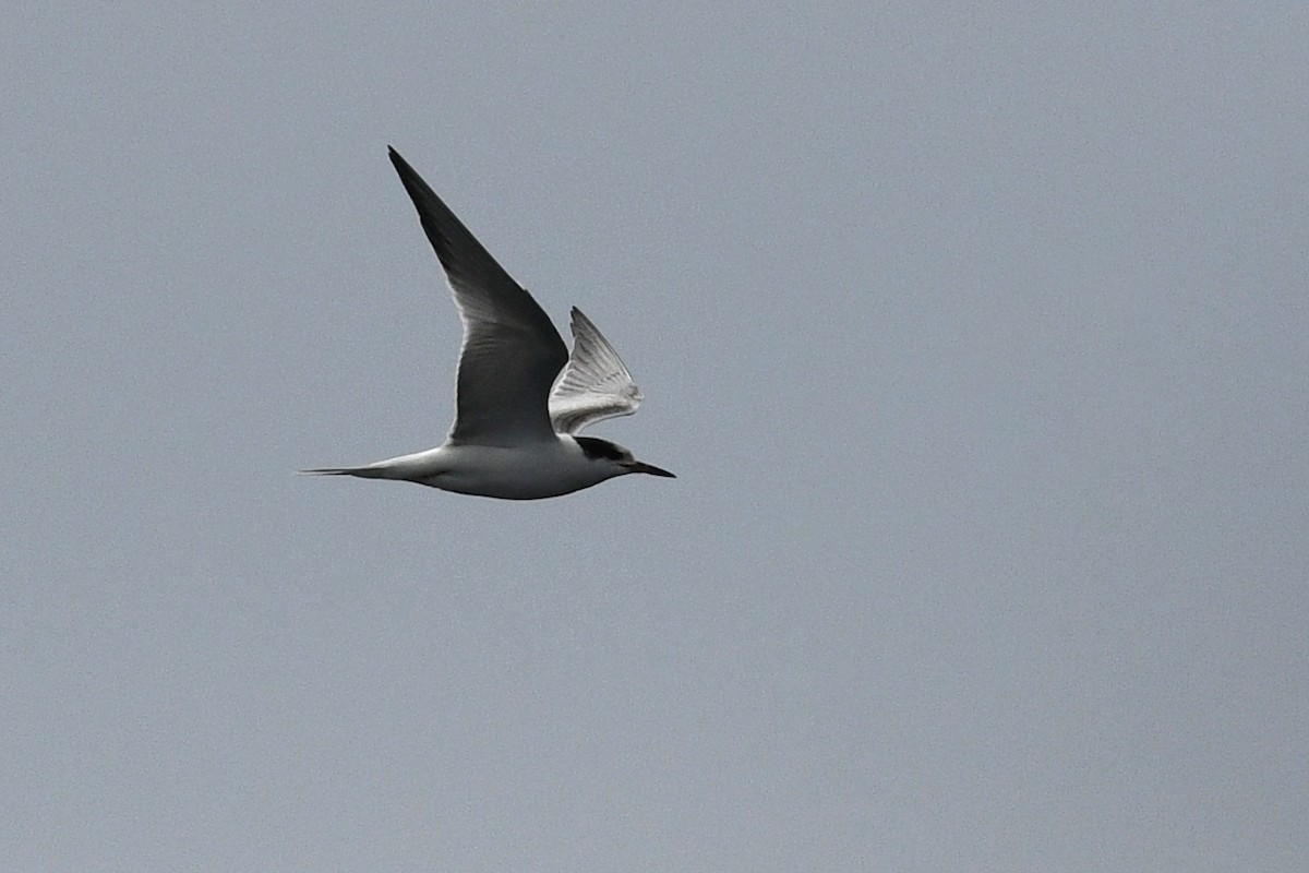 Common Tern - ML652720305