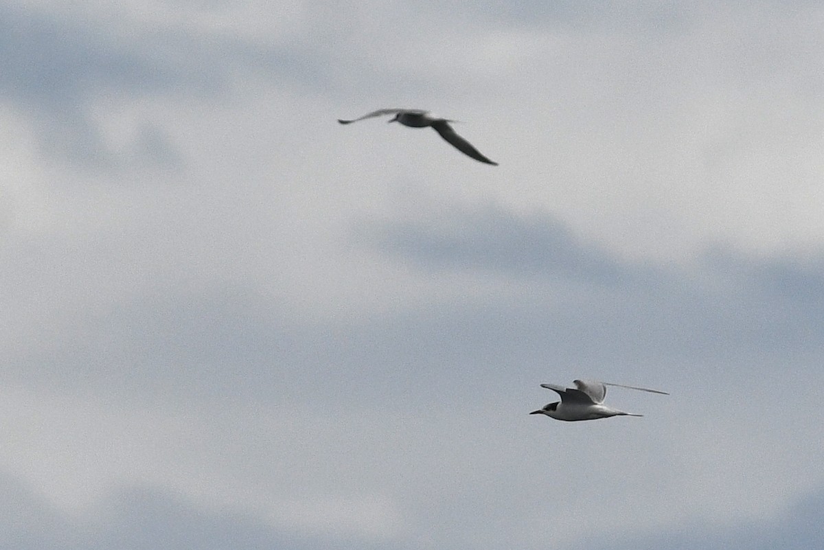 Common Tern - ML652720306