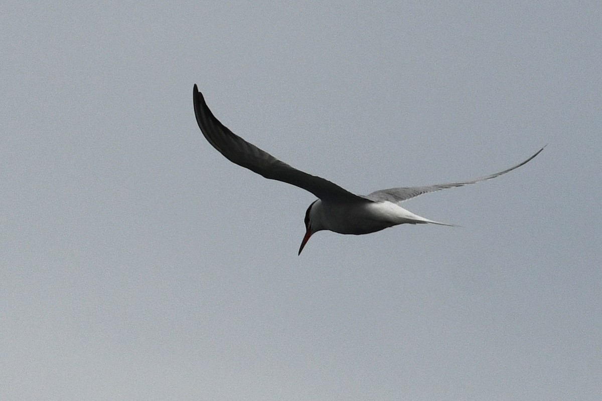 Common Tern - ML652720307