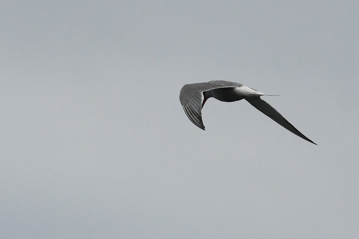 Common Tern - ML652720308