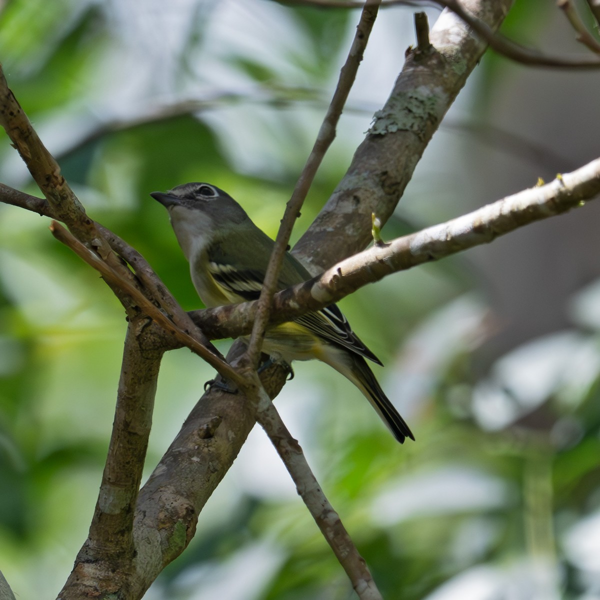 フタスジモズモドキ - ML652720440