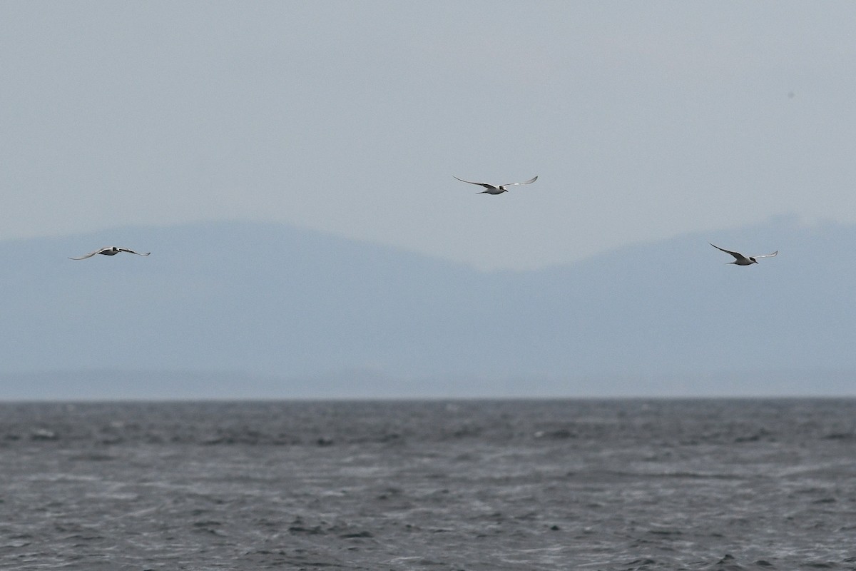 Common Tern - ML652720472