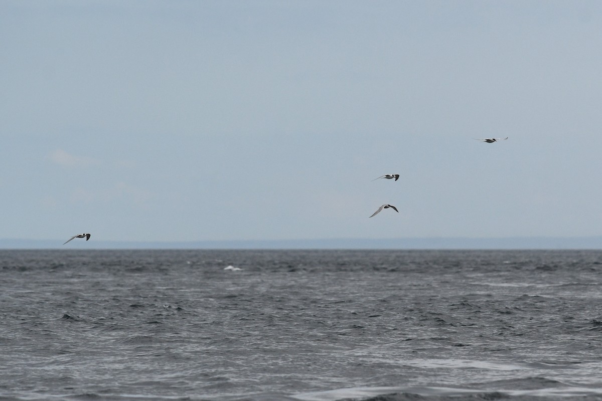 Sterne pierregarin - ML652720473