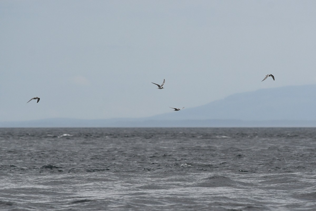 Common Tern - ML652720474