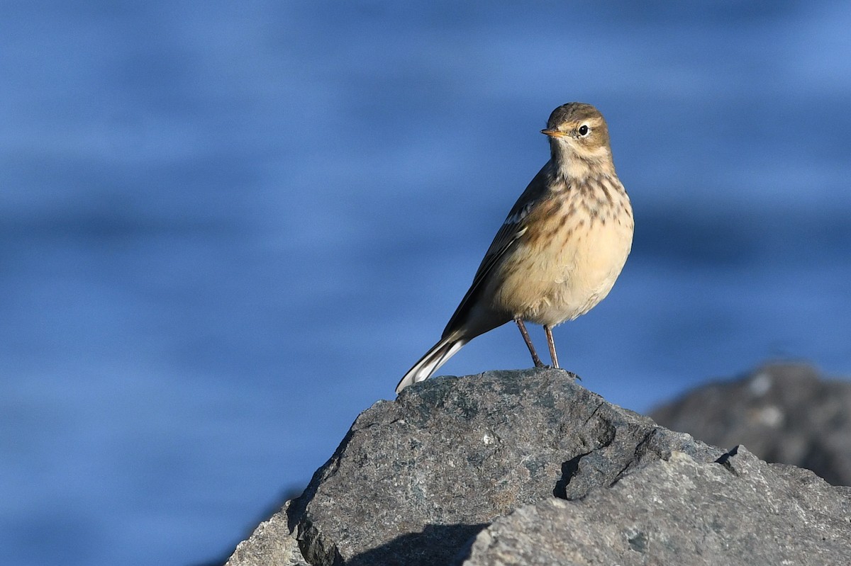 Pipit d'Amérique - ML652720519