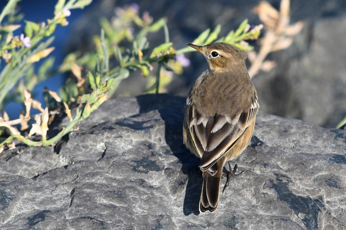 Pipit d'Amérique - ML652720521