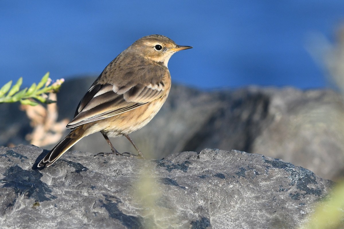 Pipit d'Amérique - ML652720522
