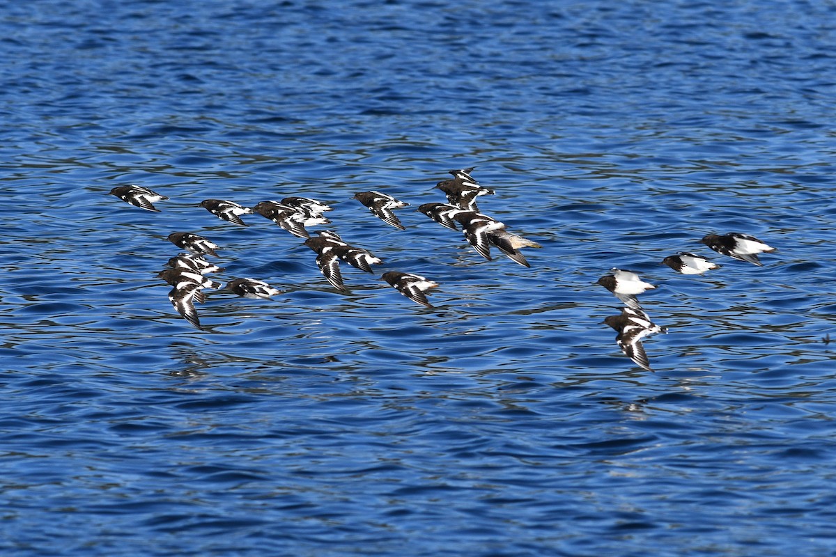Tournepierre noir - ML652720529