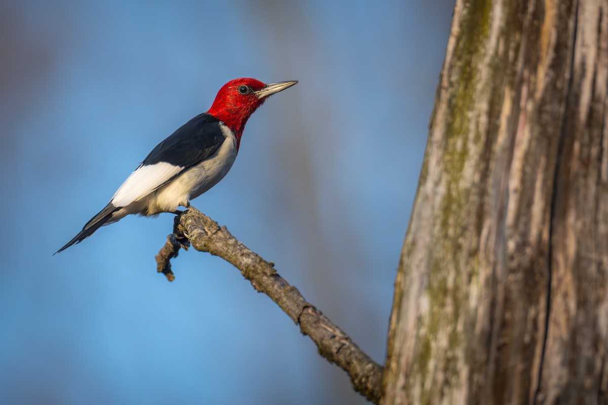 Red-headed Woodpecker - ML652720569