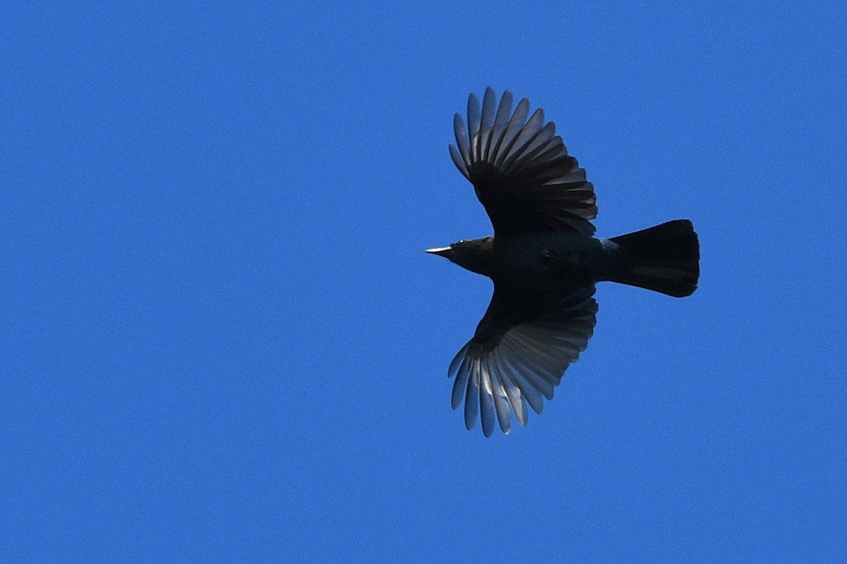 Geai de Steller - ML652720583