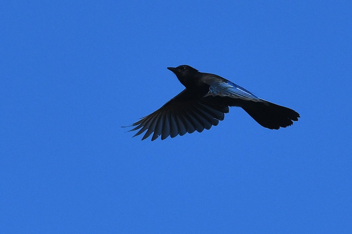 Geai de Steller - ML652720584