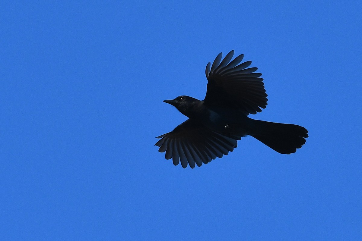 Geai de Steller - ML652720586