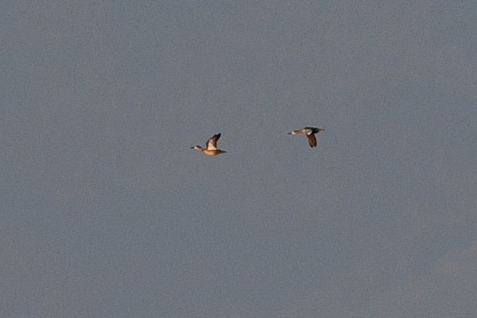 Sarcelle à ailes bleues - ML652720655