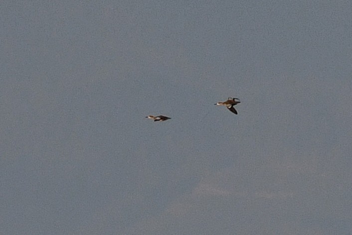 Sarcelle à ailes bleues - ML652720656