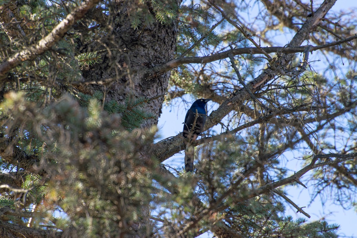 Common Grackle - ML652720693