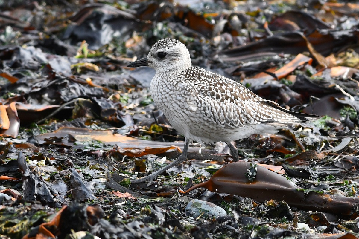Pluvier argenté - ML652720733