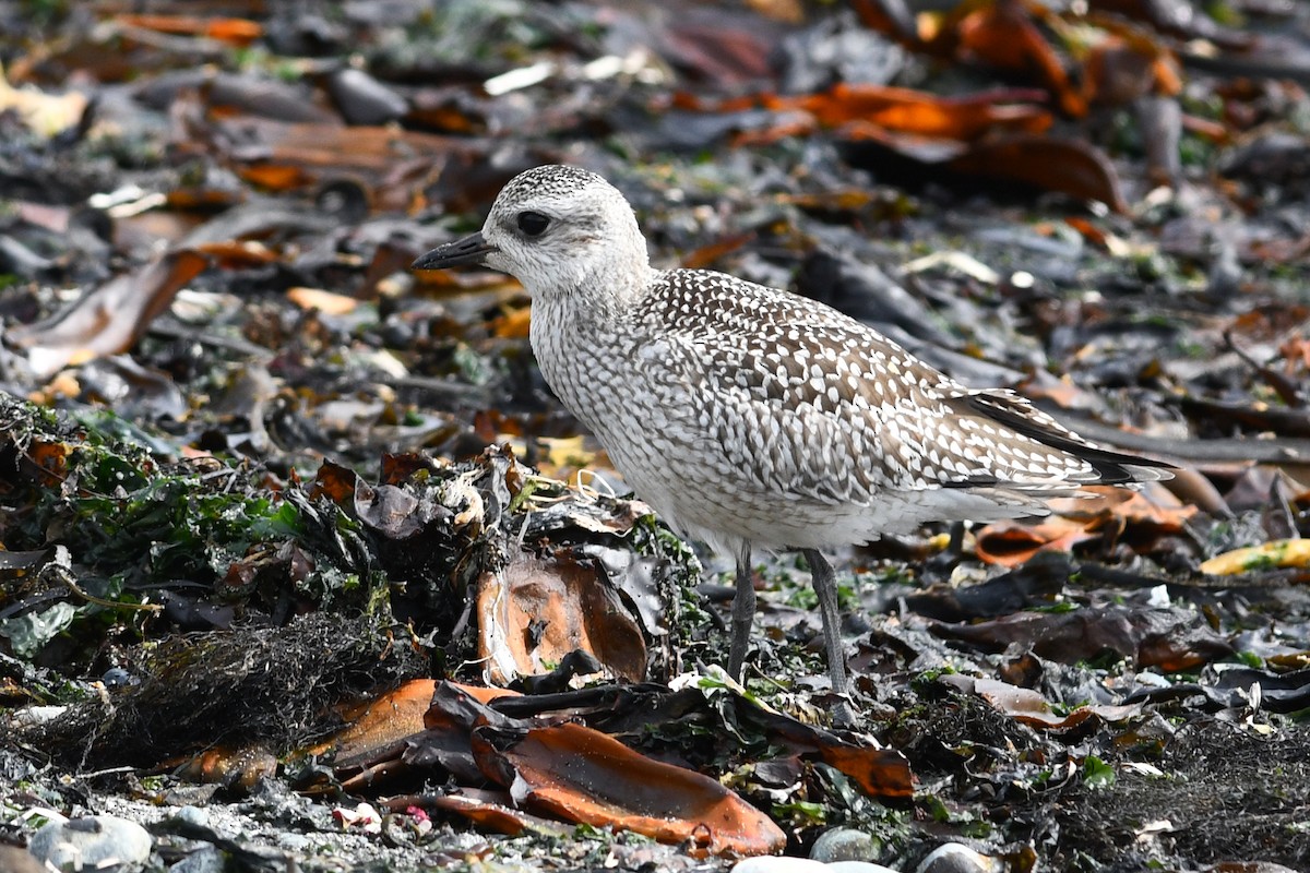 Pluvier argenté - ML652720734