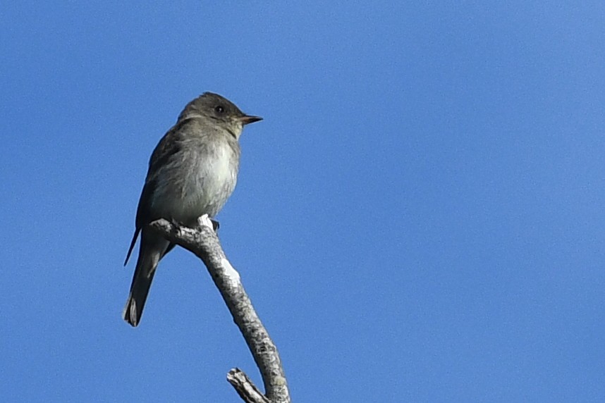 Pioui de l'Ouest - ML652720780