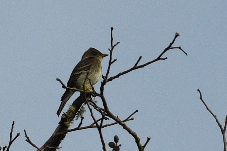 Pioui de l'Ouest - ML652720781
