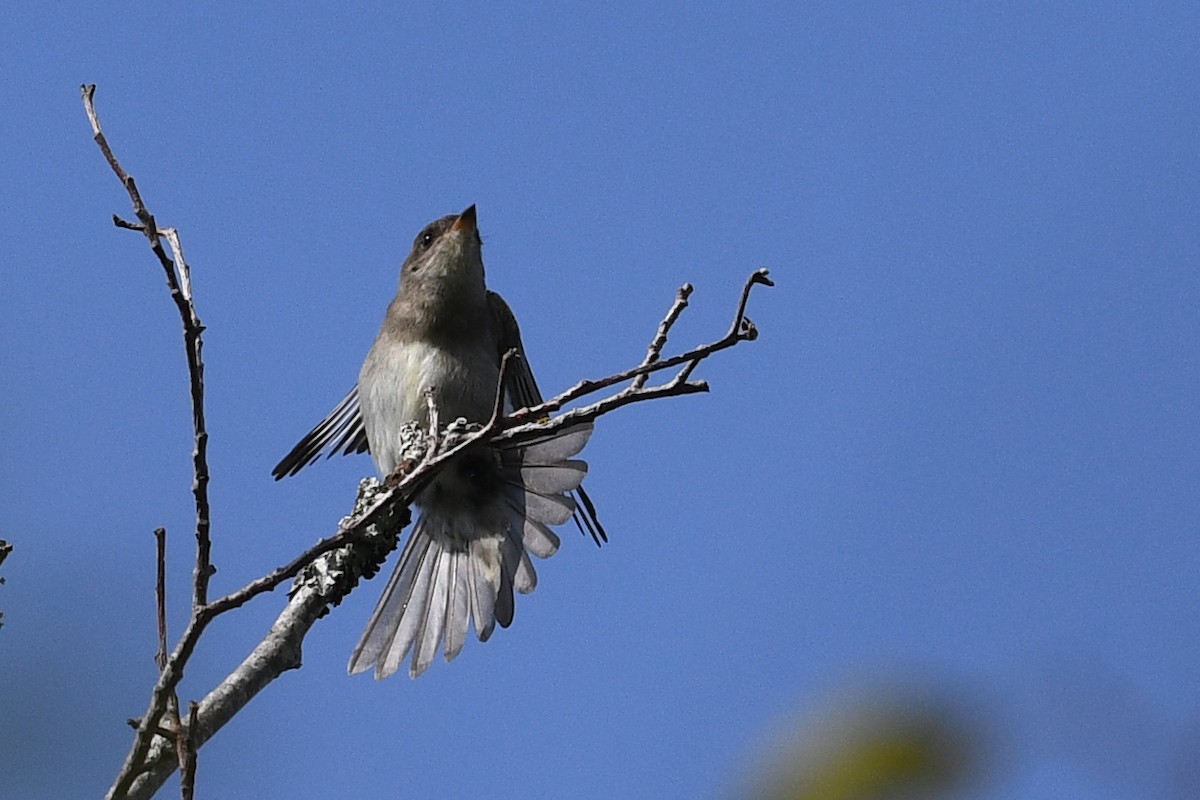 Pioui de l'Ouest - ML652720782