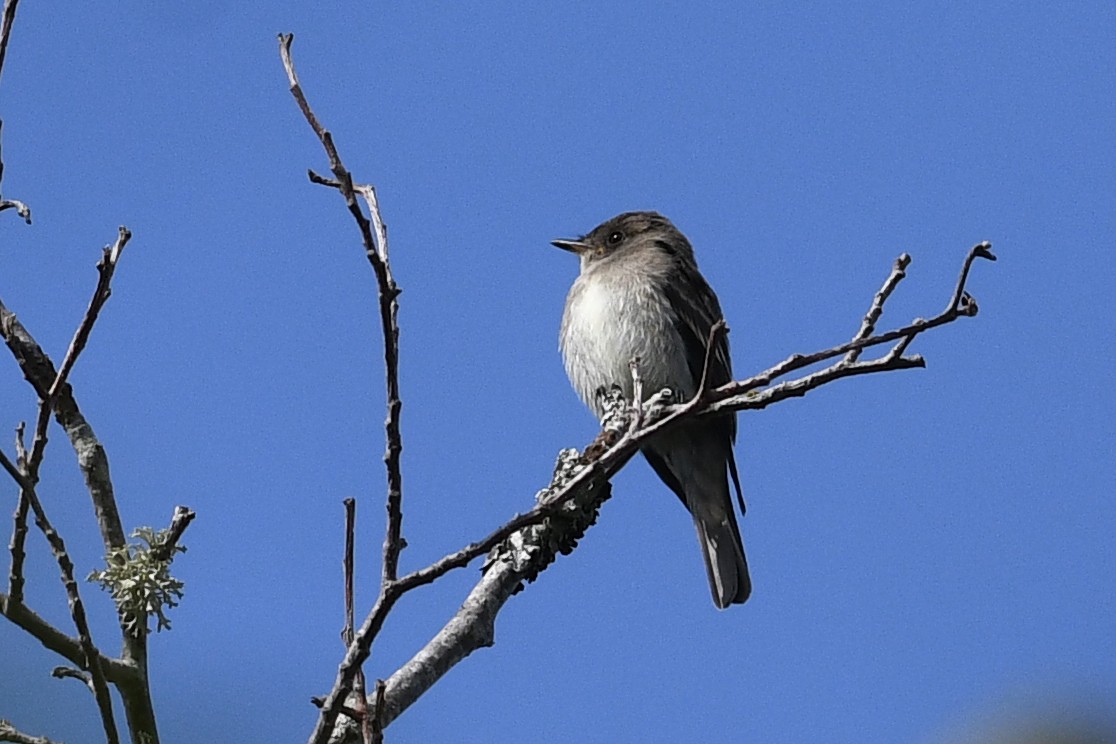 Pioui de l'Ouest - ML652720783