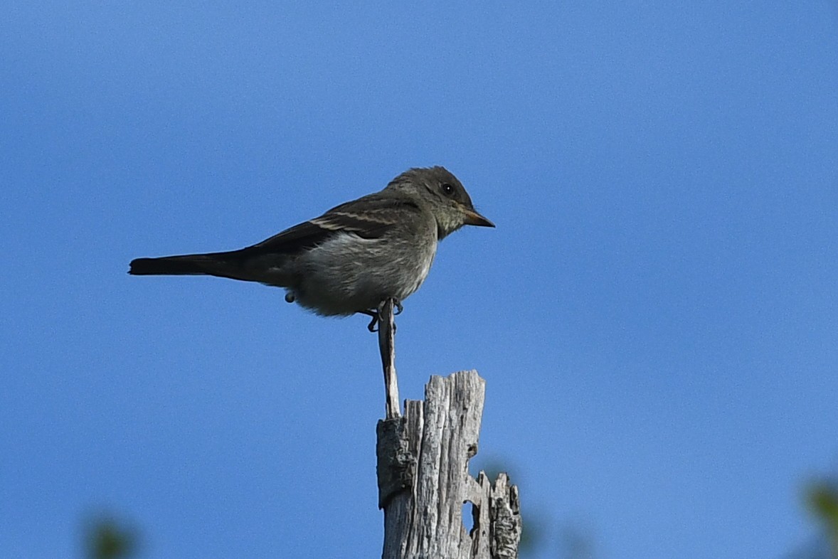 Pioui de l'Ouest - ML652720784