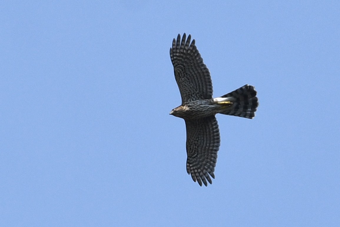 Épervier de Cooper - ML652720811