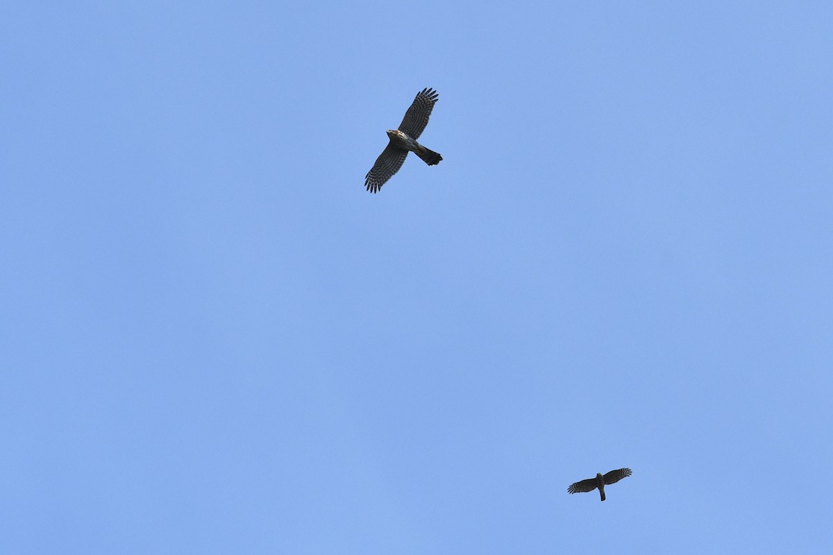 Épervier de Cooper - ML652720813