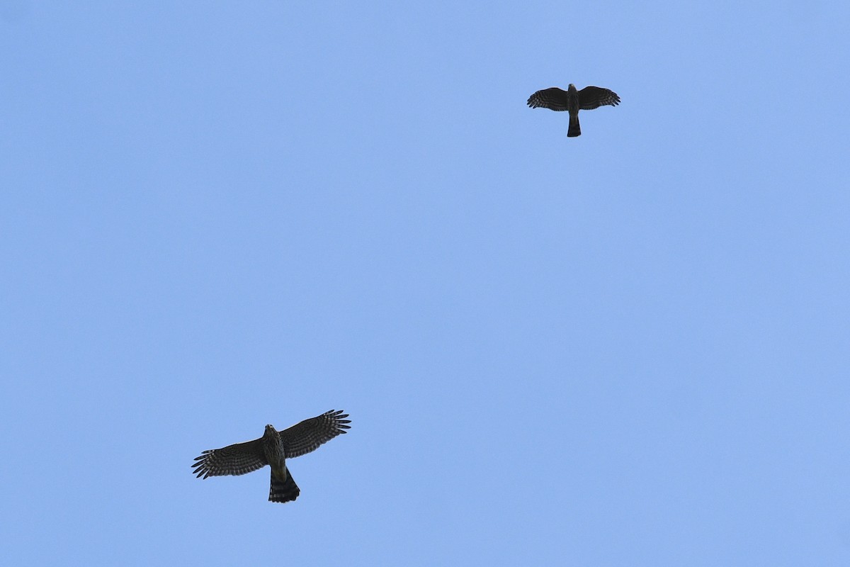 Épervier brun - ML652720816