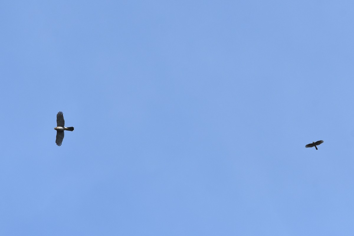 Épervier brun - ML652720819