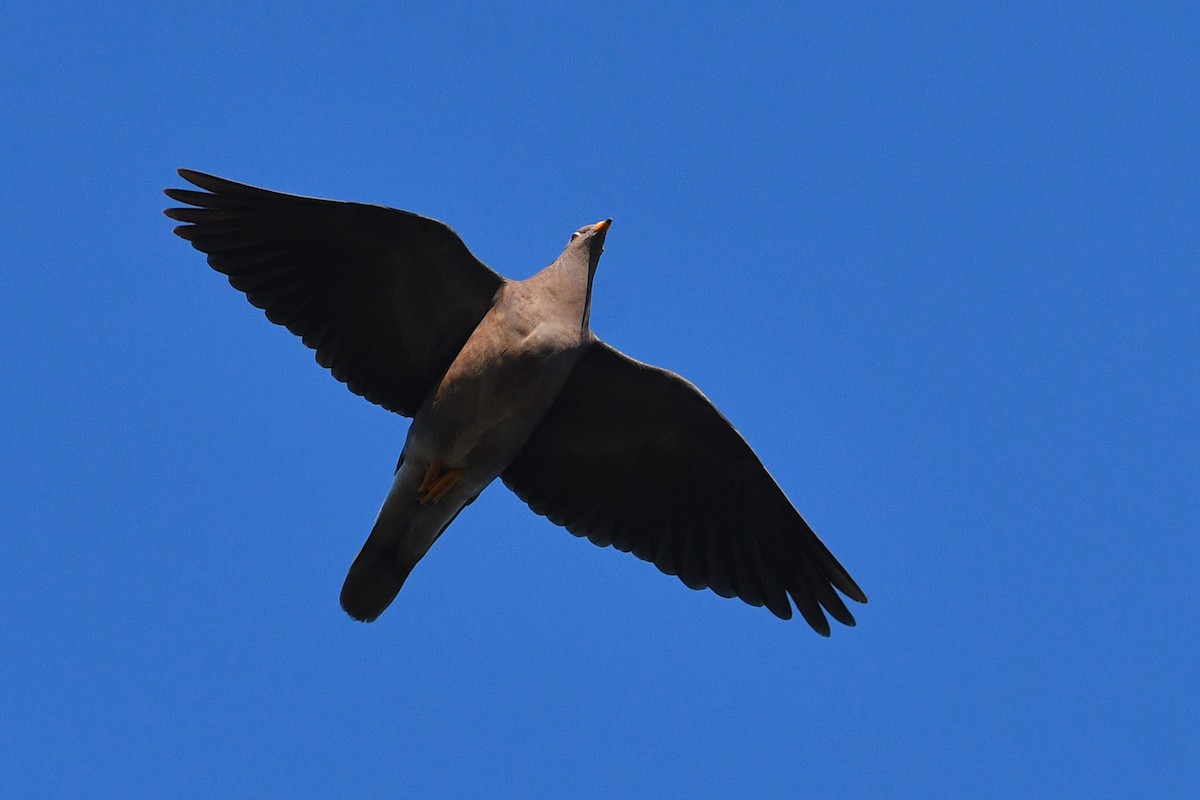 Pigeon à queue barrée - ML652720927