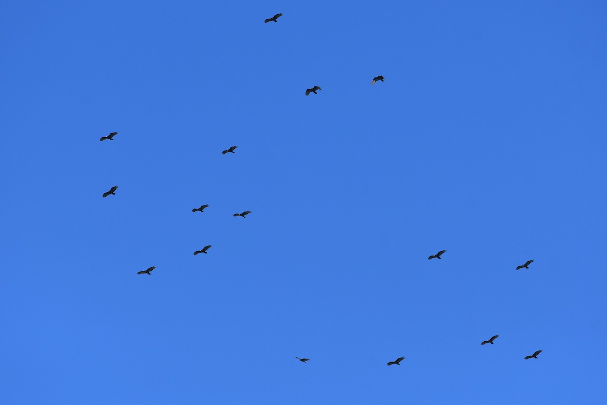 Urubu à tête rouge - ML652720948