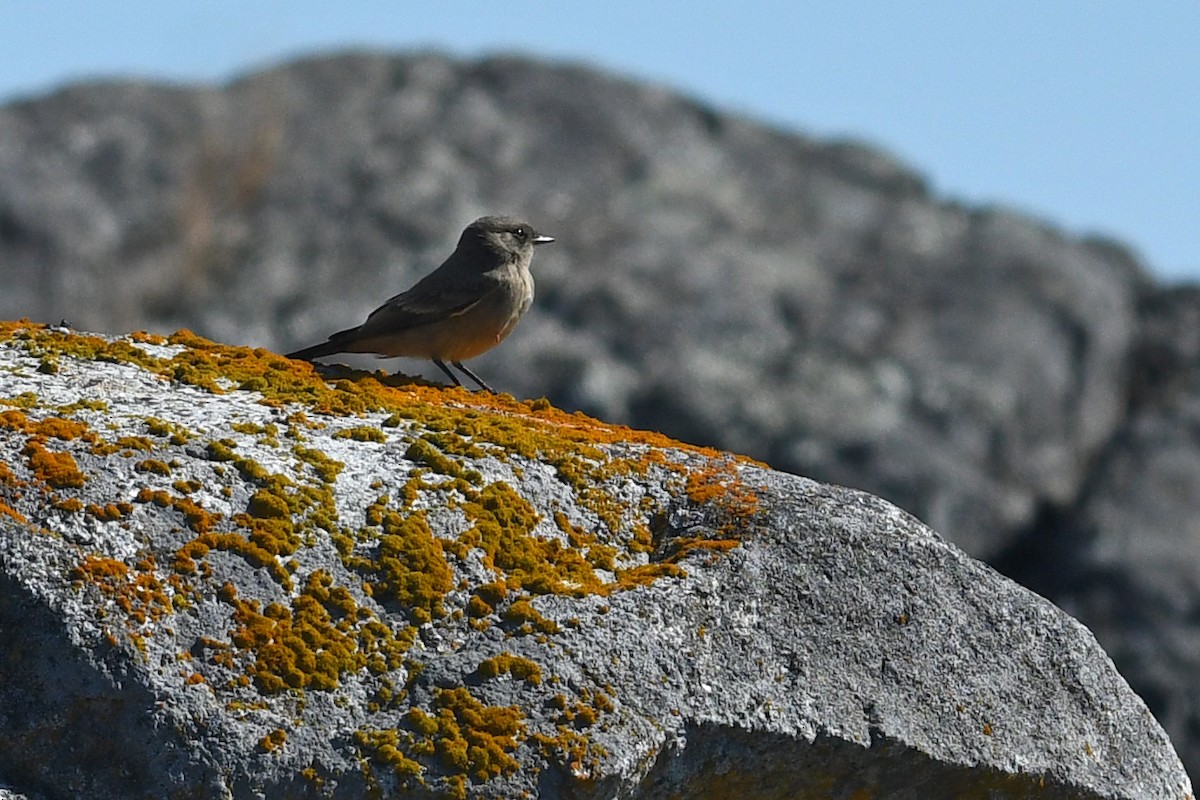 Moucherolle à ventre roux - ML652720958