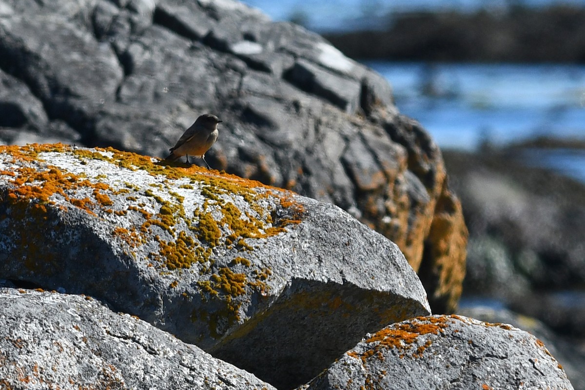 Moucherolle à ventre roux - ML652720959