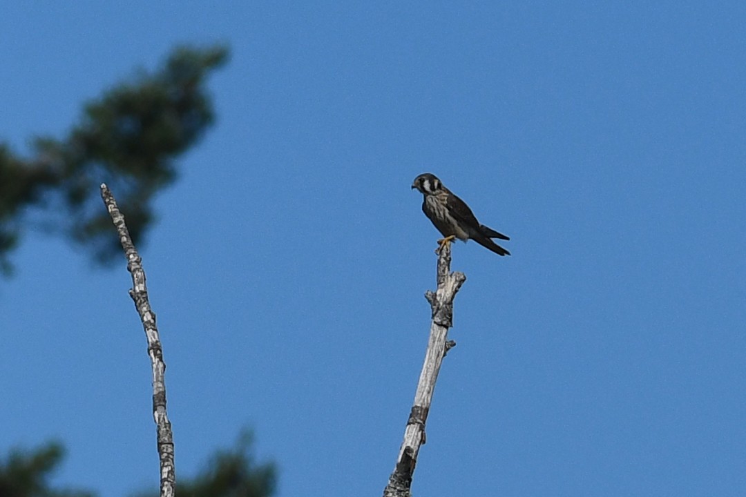 Crécerelle d'Amérique - ML652720962