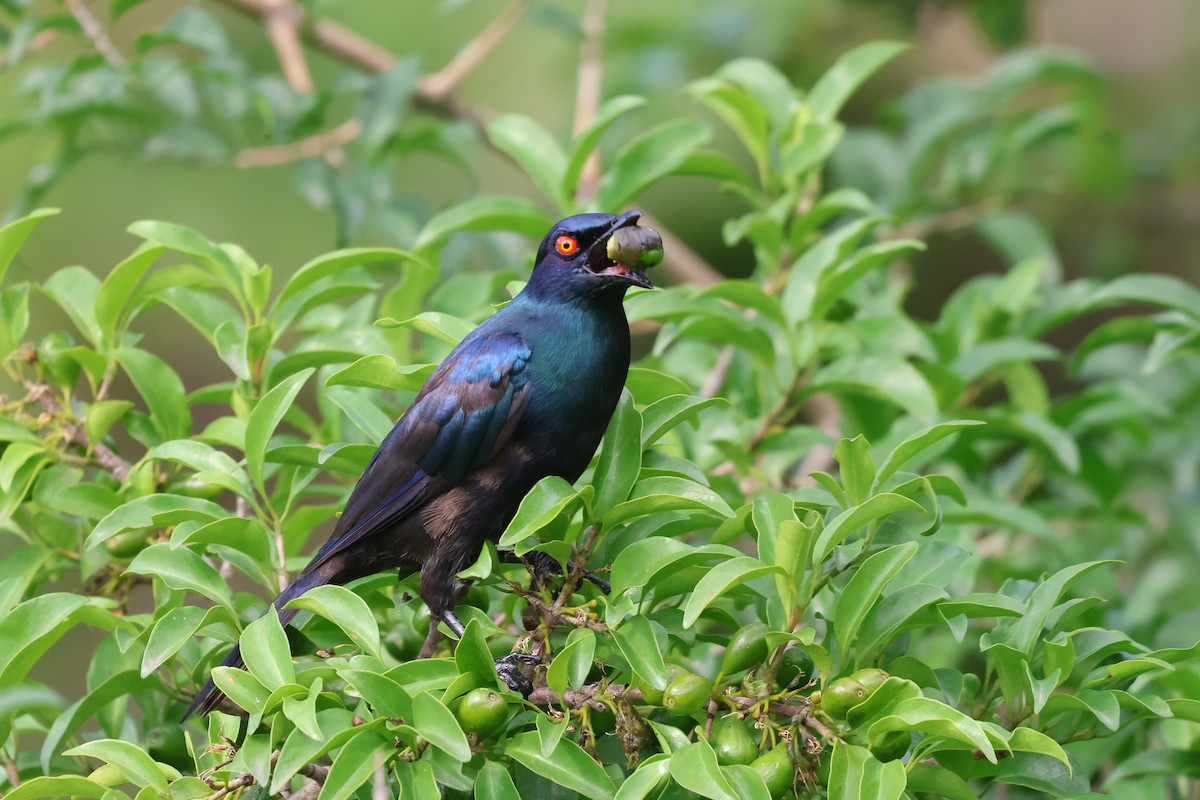 Choucador à ventre noir - ML652721117