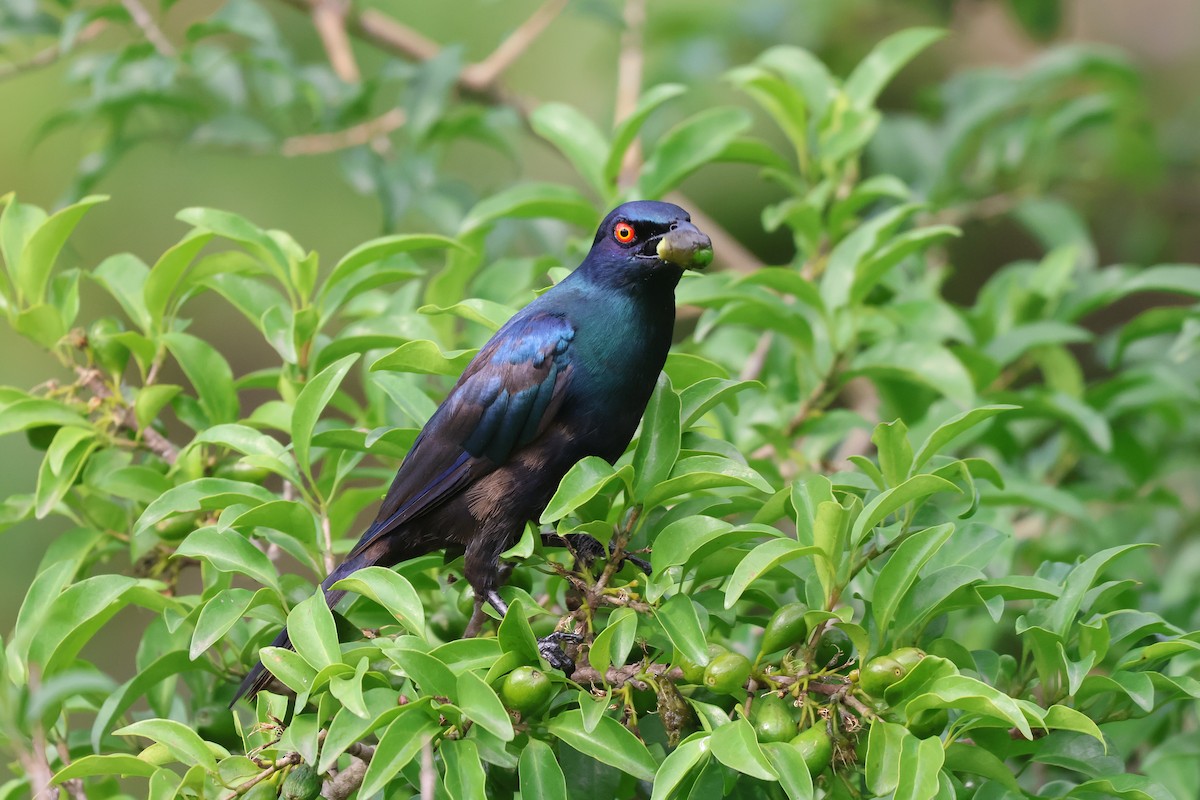 Choucador à ventre noir - ML652721118
