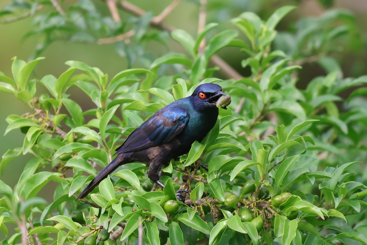 Choucador à ventre noir - ML652721119